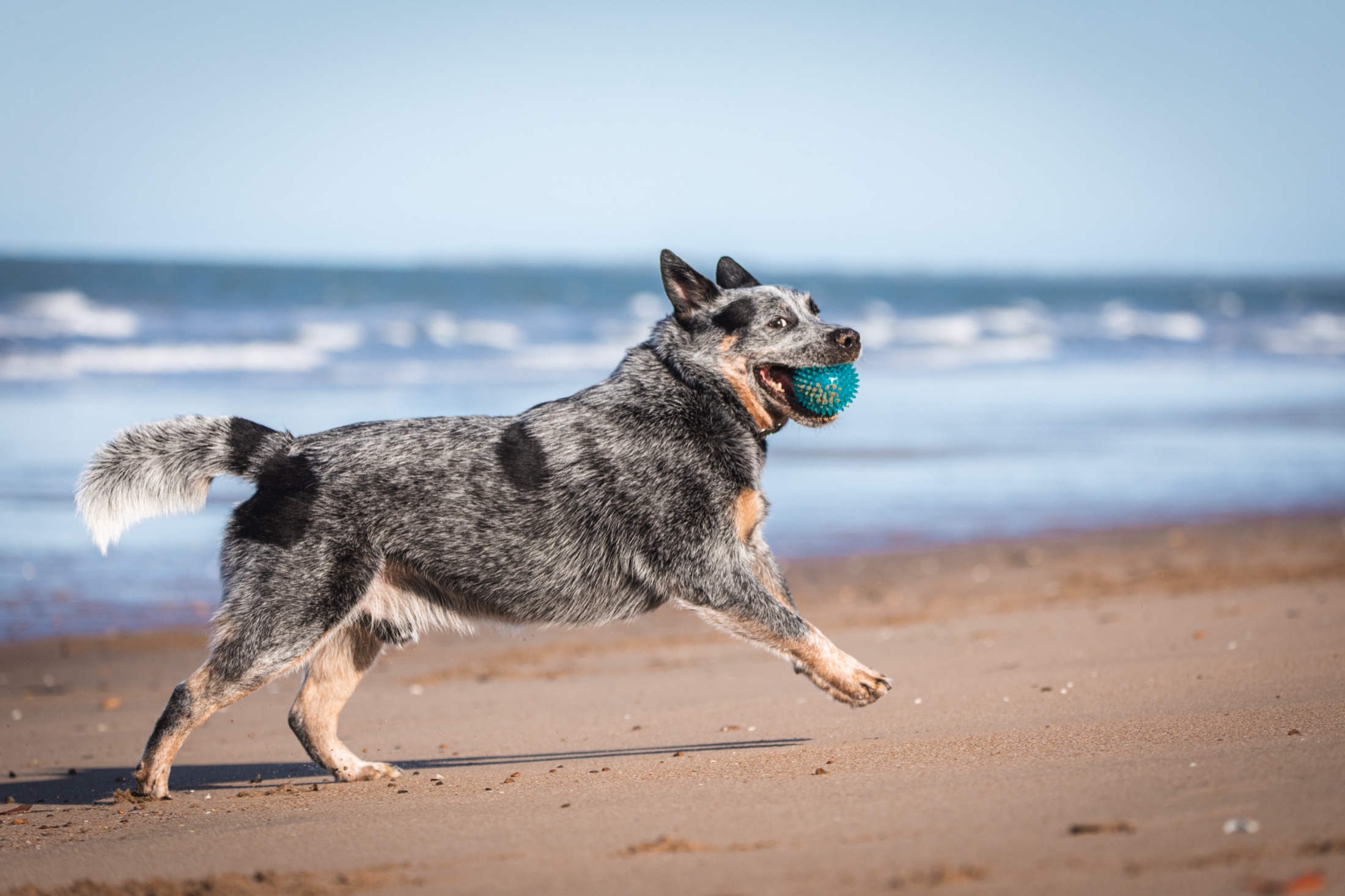 Pet photography by Jamie Hall